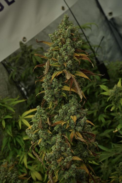 Skywalker OG Legends of the 12/12 Galaxy. Week 14 - SkyWalker OG 12-12 from seed no veg 