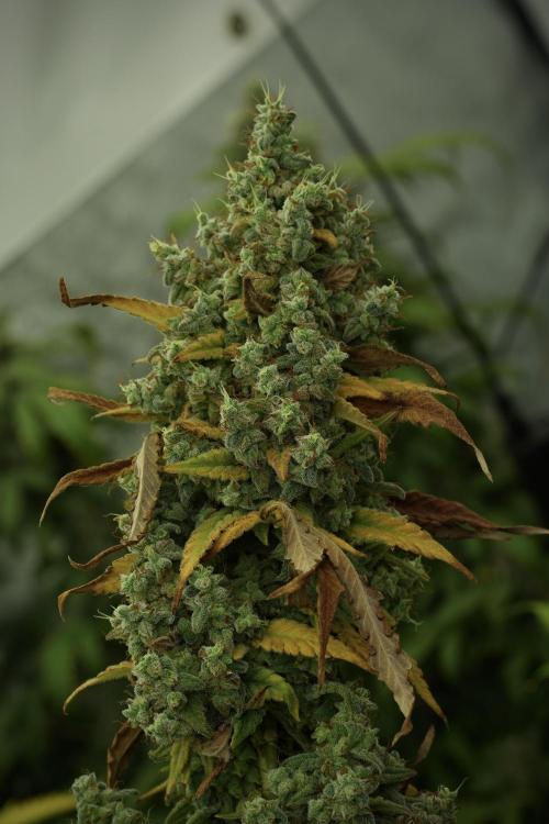 Skywalker OG Legends of the 12/12 Galaxy. Week 14 - SkyWalker OG 12-12 from seed no veg 