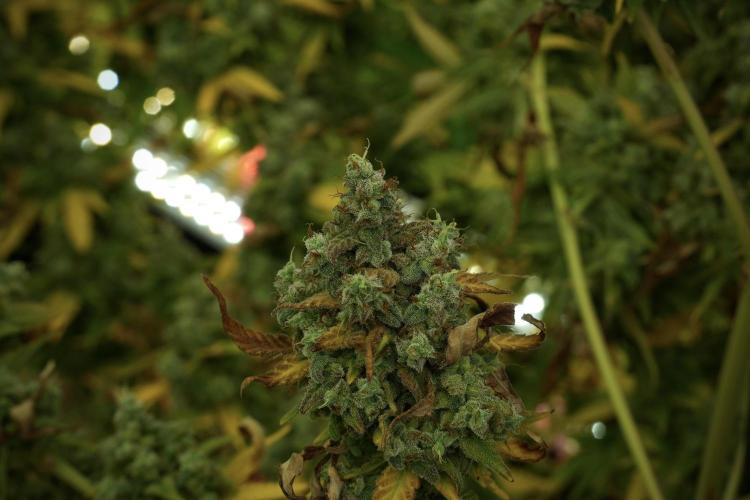 Skywalker OG Legends of the 12/12 Galaxy. Week 14 - SkyWalker OG 12-12 from seed no veg 