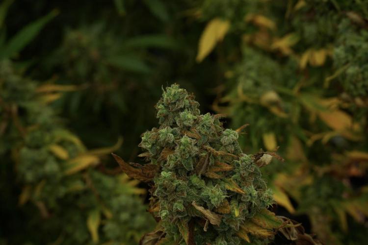 Skywalker OG Legends of the 12/12 Galaxy. Week 14 - SkyWalker OG 12-12 from seed no veg 