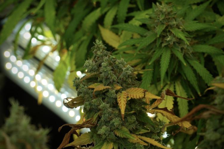 Skywalker OG Legends of the 12/12 Galaxy. Week 14 - SkyWalker OG 12-12 from seed no veg 
