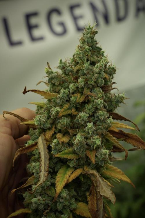 Skywalker OG Legends of the 12/12 Galaxy. Week 14 - SkyWalker OG 12-12 from seed no veg 
