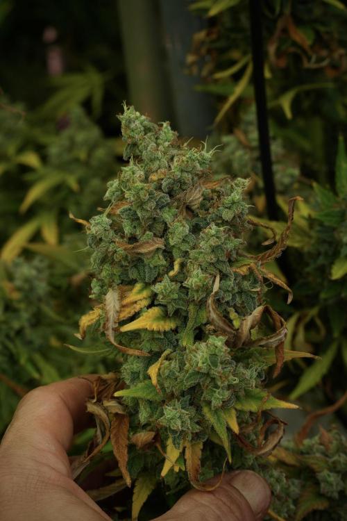 Skywalker OG Legends of the 12/12 Galaxy. Week 14 - SkyWalker OG 12-12 from seed no veg 