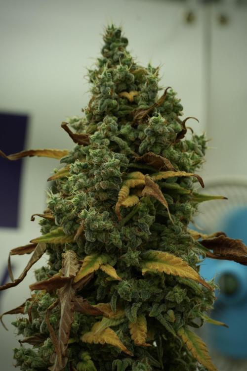 Skywalker OG Legends of the 12/12 Galaxy. Week 14 - SkyWalker OG 12-12 from seed no veg 