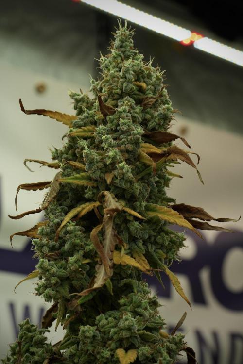 Skywalker OG Legends of the 12/12 Galaxy. Week 14 - SkyWalker OG 12-12 from seed no veg 
