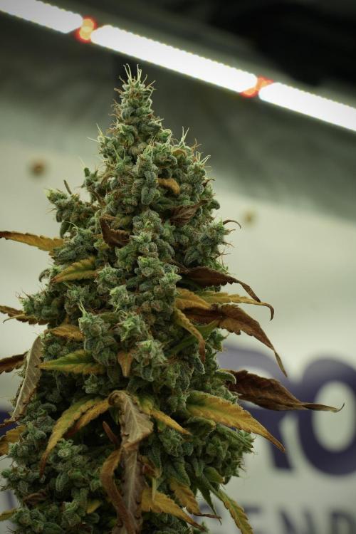 Skywalker OG Legends of the 12/12 Galaxy. Week 14 - SkyWalker OG 12-12 from seed no veg 