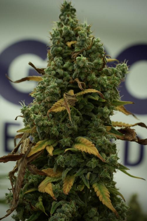 Skywalker OG Legends of the 12/12 Galaxy. Week 14 - SkyWalker OG 12-12 from seed no veg 