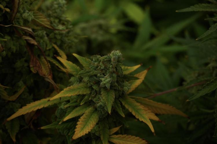 Skywalker OG Legends of the 12/12 Galaxy. Week 14 - SkyWalker OG fading 