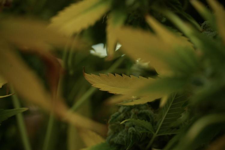 Skywalker OG Legends of the 12/12 Galaxy. Week 14 - SkyWalker OG fading 
