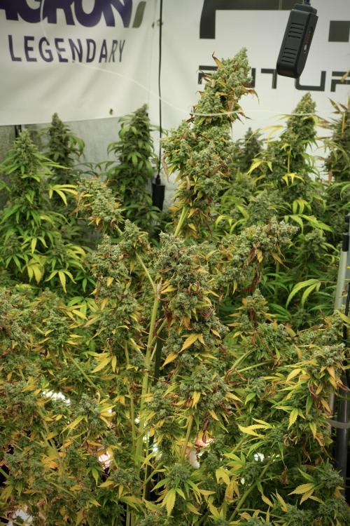 Skywalker OG Legends of the 12/12 Galaxy. Week 14 - SkyWalker OG 
