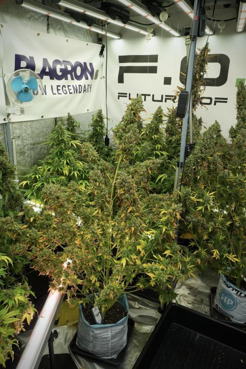 Skywalker OG Legends of the 12/12 Galaxy. Week 14 - SkyWalker OG 