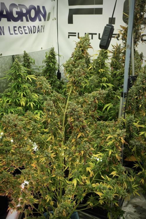 Skywalker OG Legends of the 12/12 Galaxy. Week 14 - SkyWalker OG 