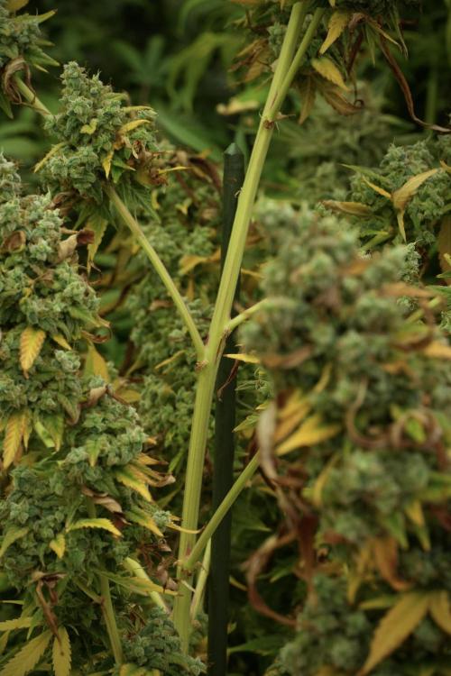Skywalker OG Legends of the 12/12 Galaxy. Week 14 - SkyWalker OG 