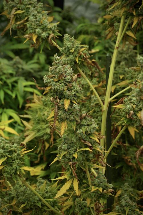 Skywalker OG Legends of the 12/12 Galaxy. Week 14 - SkyWalker OG 