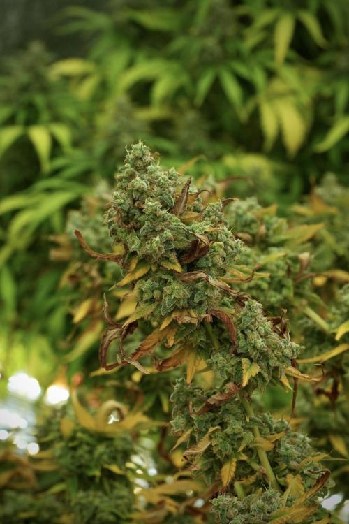 Skywalker OG Legends of the 12/12 Galaxy. Week 14 - SkyWalker OG 