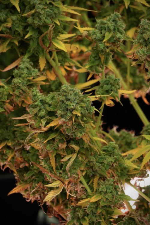 Skywalker OG Legends of the 12/12 Galaxy. Week 14 - SkyWalker OG 