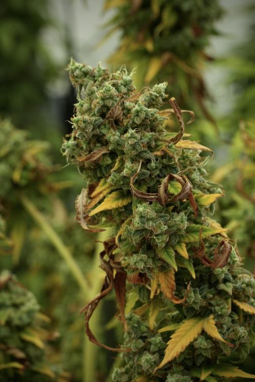 Skywalker OG Legends of the 12/12 Galaxy. Week 14 - SkyWalker OG 
