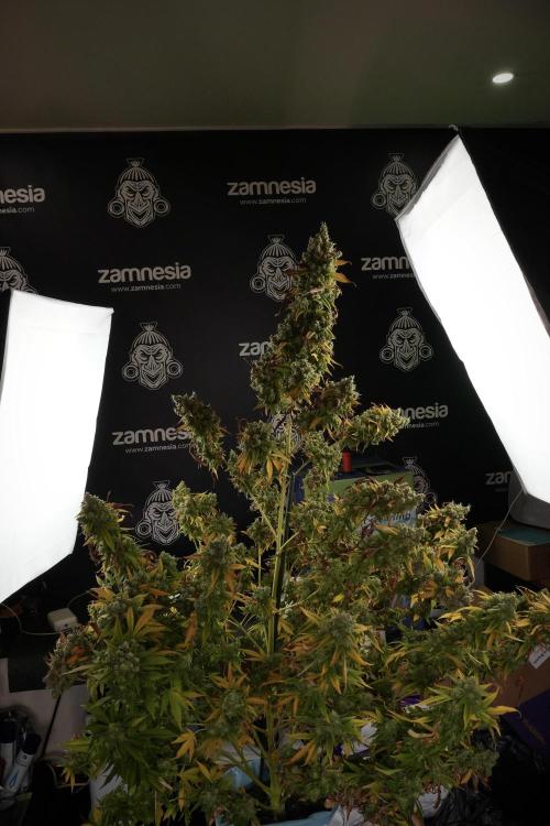 Skywalker OG Legends of the 12/12 Galaxy. Week 14 - SkyWalker OG  studio time 