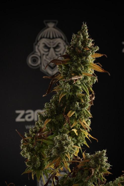 Skywalker OG Legends of the 12/12 Galaxy. Week 14 - SkyWalker OG  studio time 