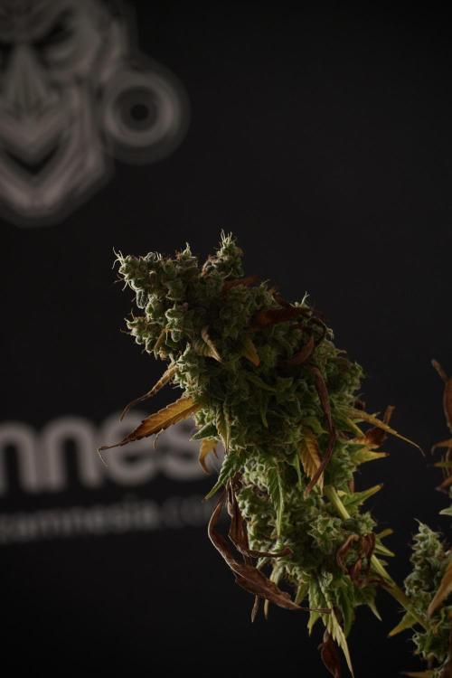 Skywalker OG Legends of the 12/12 Galaxy. Week 14 - SkyWalker OG  studio time 