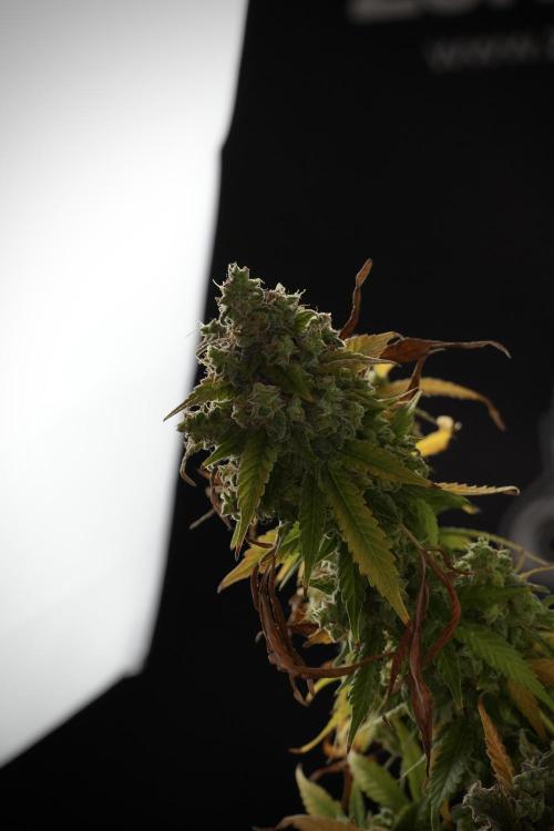 Skywalker OG Legends of the 12/12 Galaxy. Week 14 - SkyWalker OG  studio time 