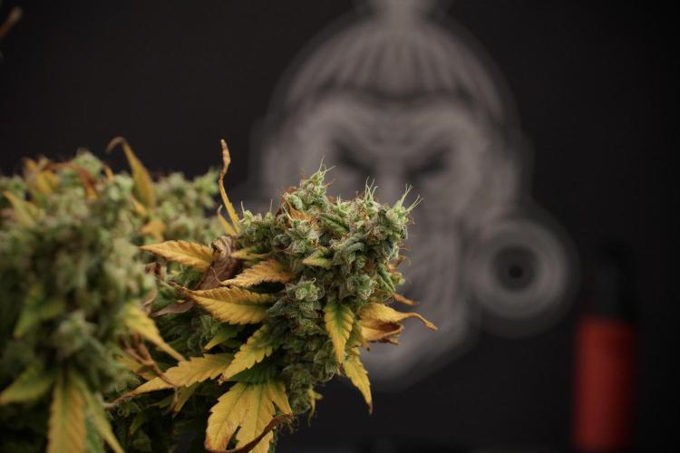 Skywalker OG Legends of the 12/12 Galaxy. Week 14 - SkyWalker OG  studio time 