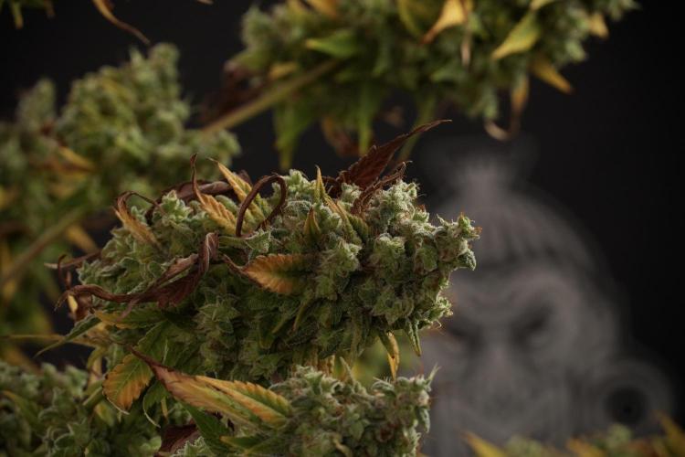 Skywalker OG Legends of the 12/12 Galaxy. Week 14 - SkyWalker OG  studio time 