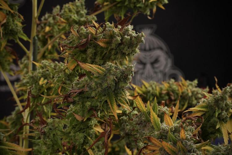 Skywalker OG Legends of the 12/12 Galaxy. Week 14 - SkyWalker OG  studio time 