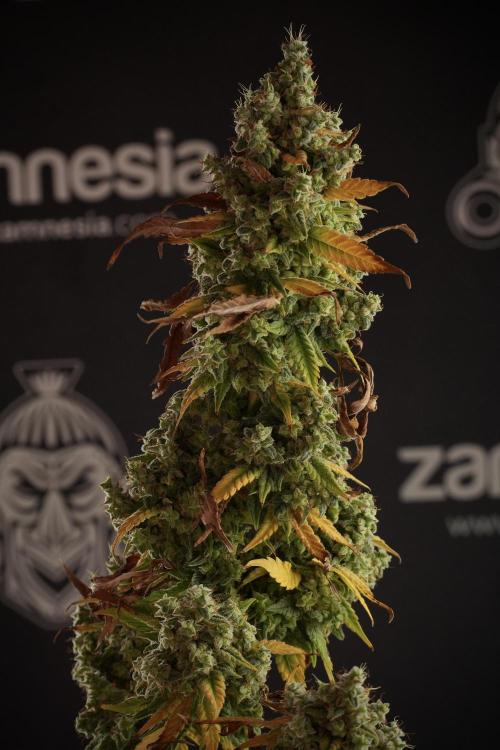 Skywalker OG Legends of the 12/12 Galaxy. Week 14 - SkyWalker OG  studio time 