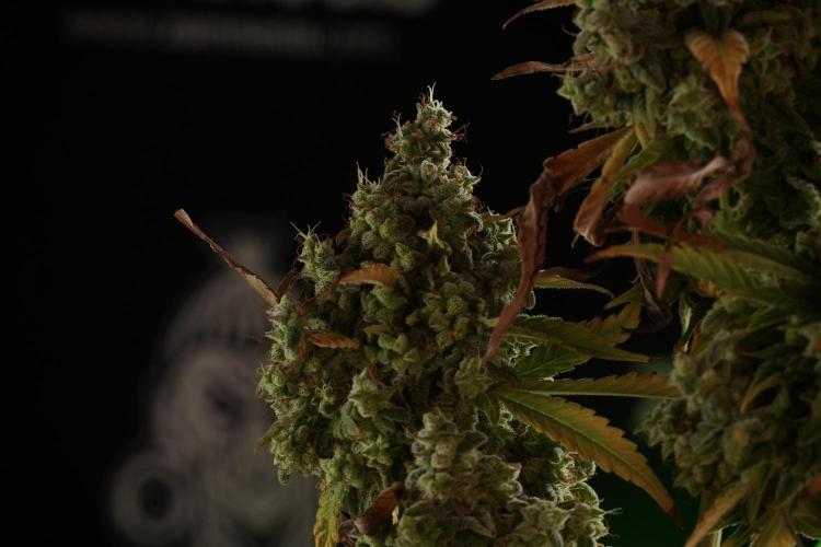 Skywalker OG Legends of the 12/12 Galaxy. Week 14 - SkyWalker OG  studio time 
