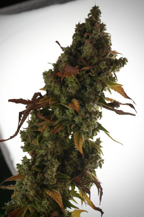 Skywalker OG Legends of the 12/12 Galaxy. Week 14 - SkyWalker OG  studio time 