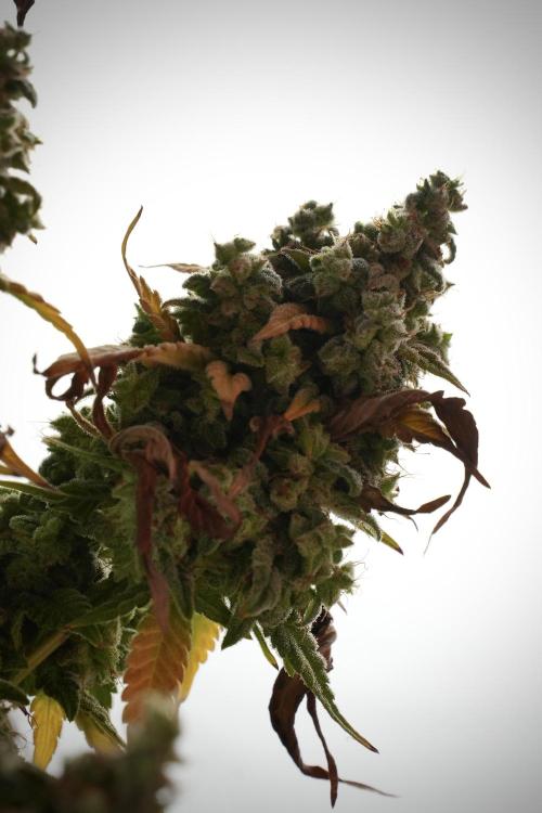 Skywalker OG Legends of the 12/12 Galaxy. Week 14 - SkyWalker OG  studio time 