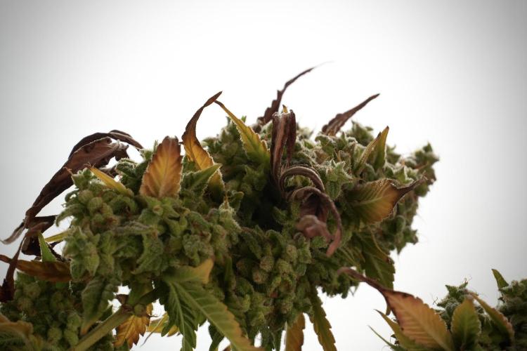 Skywalker OG Legends of the 12/12 Galaxy. Week 14 - SkyWalker OG  studio time 