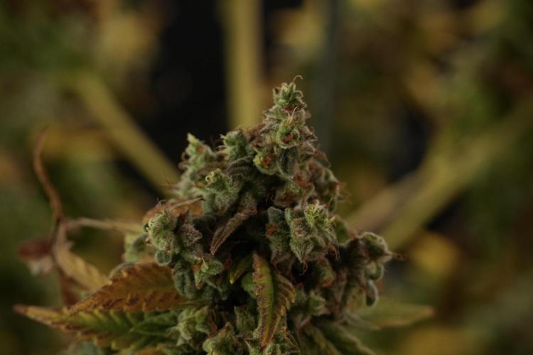 Skywalker OG Legends of the 12/12 Galaxy. Week 14 - SkyWalker OG  studio time 