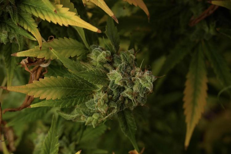 Skywalker OG Legends of the 12/12 Galaxy. Week 14 - SkyWalker OG  studio time 