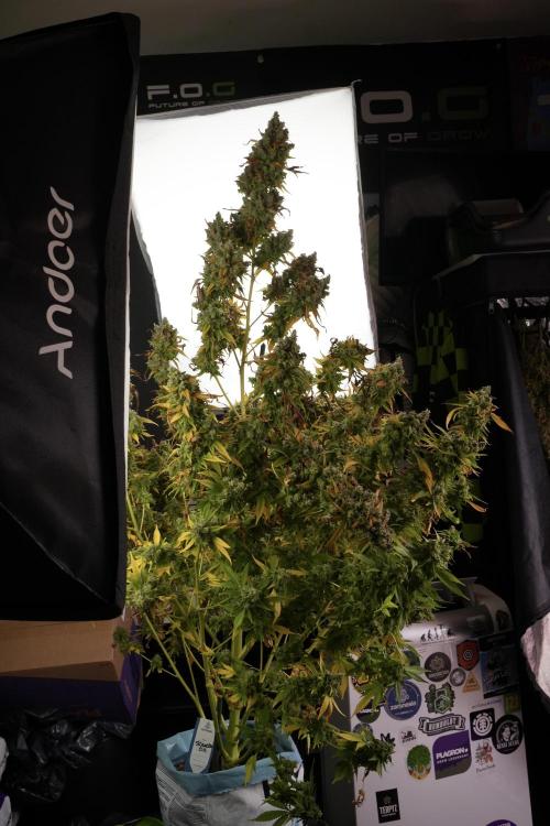 Skywalker OG Legends of the 12/12 Galaxy. Week 14 - SkyWalker OG  studio time 