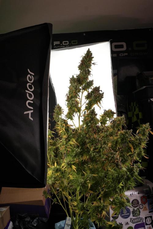 Skywalker OG Legends of the 12/12 Galaxy. Week 14 - SkyWalker OG  studio time 