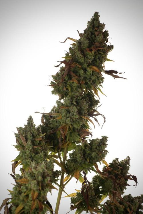 Skywalker OG Legends of the 12/12 Galaxy. Week 14 - SkyWalker OG  studio time 