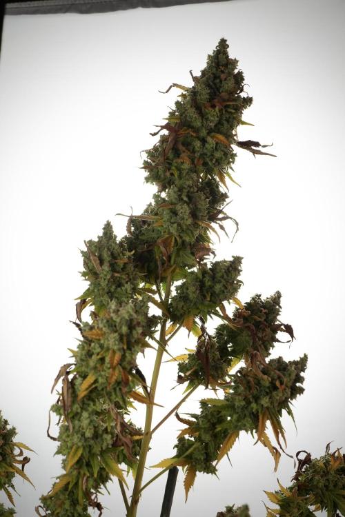 Skywalker OG Legends of the 12/12 Galaxy. Week 14 - SkyWalker OG  studio time 