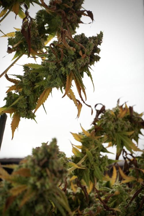 Skywalker OG Legends of the 12/12 Galaxy. Week 14 - SkyWalker OG  studio time 