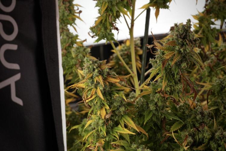 Skywalker OG Legends of the 12/12 Galaxy. Week 14 - SkyWalker OG  studio time 