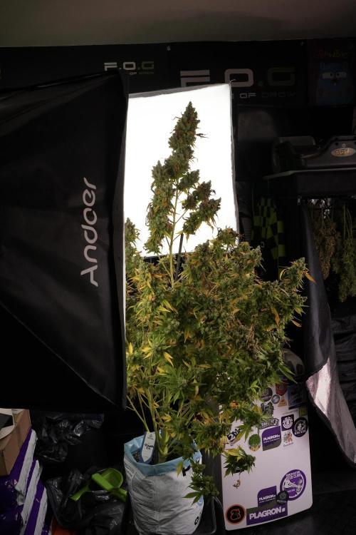 Skywalker OG Legends of the 12/12 Galaxy. Week 14 - SkyWalker OG  studio time 