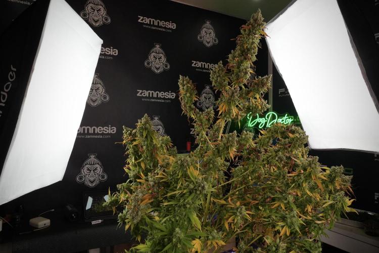 Skywalker OG Legends of the 12/12 Galaxy. Week 14 - SkyWalker OG  studio time 