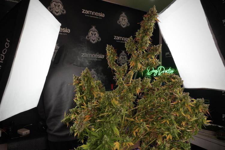 Skywalker OG Legends of the 12/12 Galaxy. Week 14 - SkyWalker OG  the beast 
