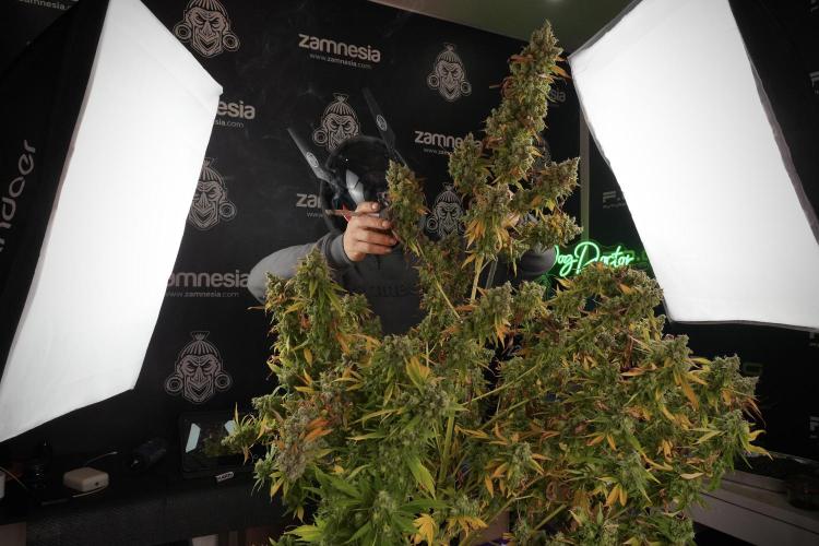 Skywalker OG Legends of the 12/12 Galaxy. Week 14 - SkyWalker OG  the beast 