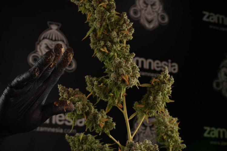 Skywalker OG Legends of the 12/12 Galaxy. Week 14 - SkyWalker OG  the beast 