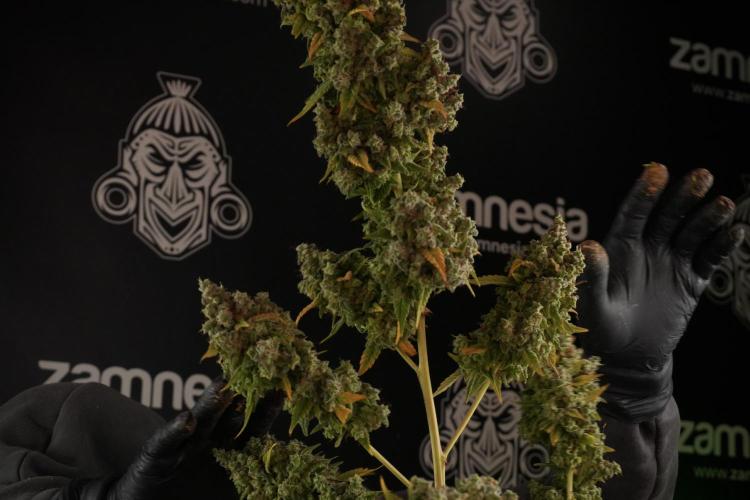 Skywalker OG Legends of the 12/12 Galaxy. Week 14 - SkyWalker OG  the beast 