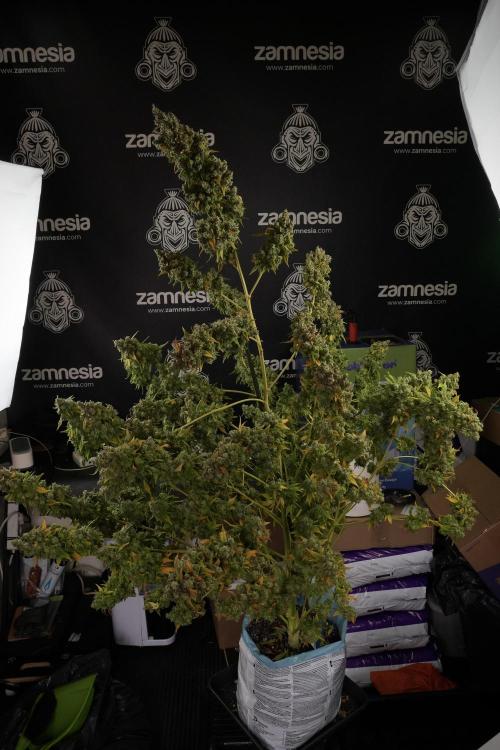 Skywalker OG Legends of the 12/12 Galaxy. Week 14 - SkyWalker OG  the beast 