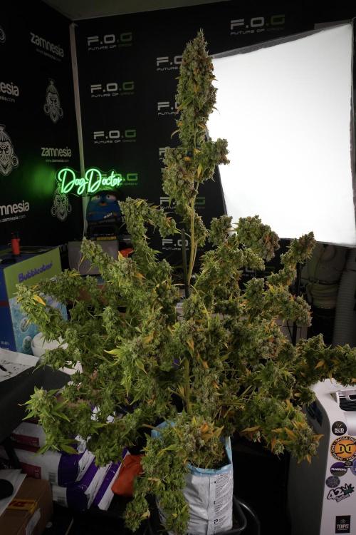 Skywalker OG Legends of the 12/12 Galaxy. Week 14 - SkyWalker OG  the beast 