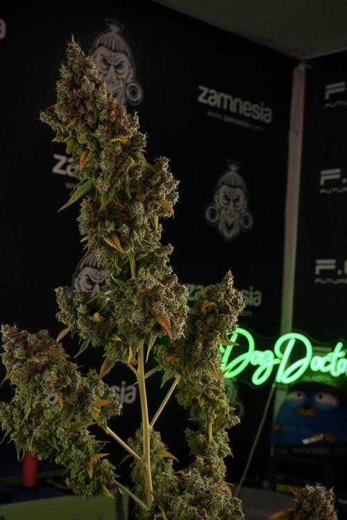 Skywalker OG Legends of the 12/12 Galaxy. Week 14 - SkyWalker OG  the beast 